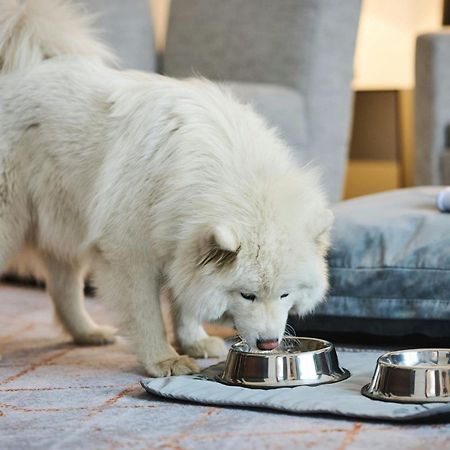 Sheraton Poznan Hotel Ngoại thất bức ảnh A Samoyed puppy