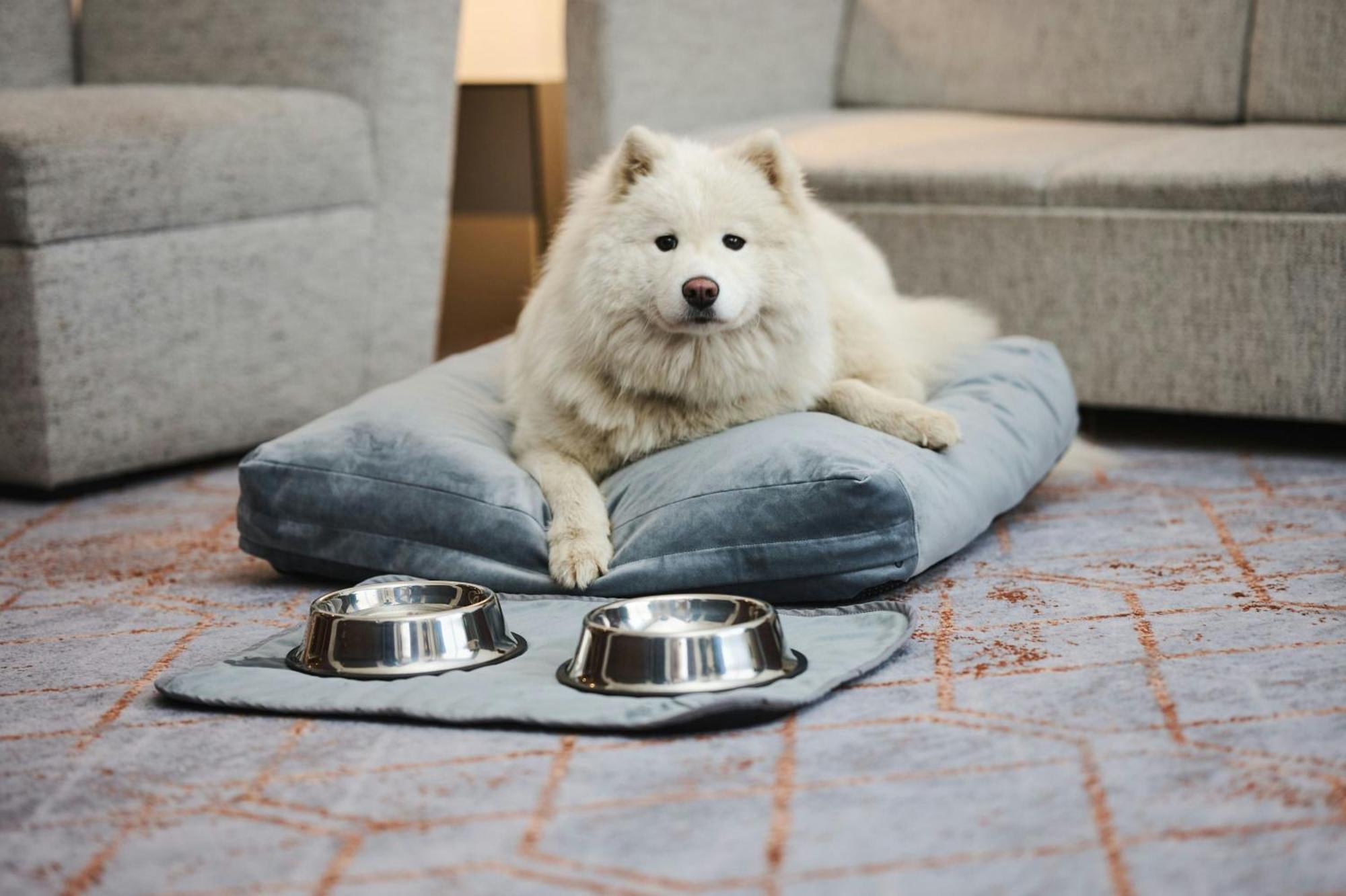 Sheraton Poznan Hotel Ngoại thất bức ảnh A Samoyed dog
