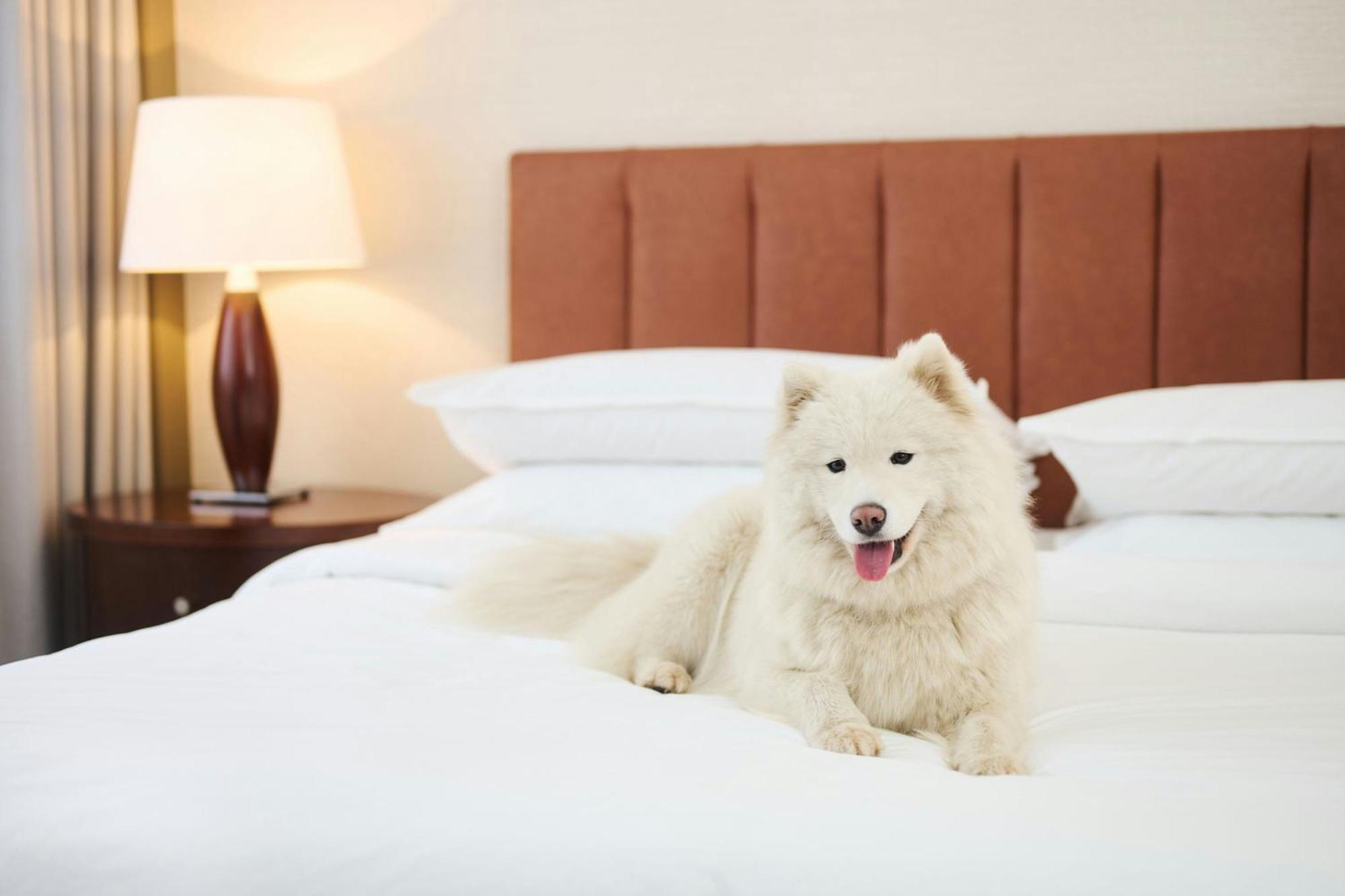 Sheraton Poznan Hotel Ngoại thất bức ảnh A Samoyed on a bed