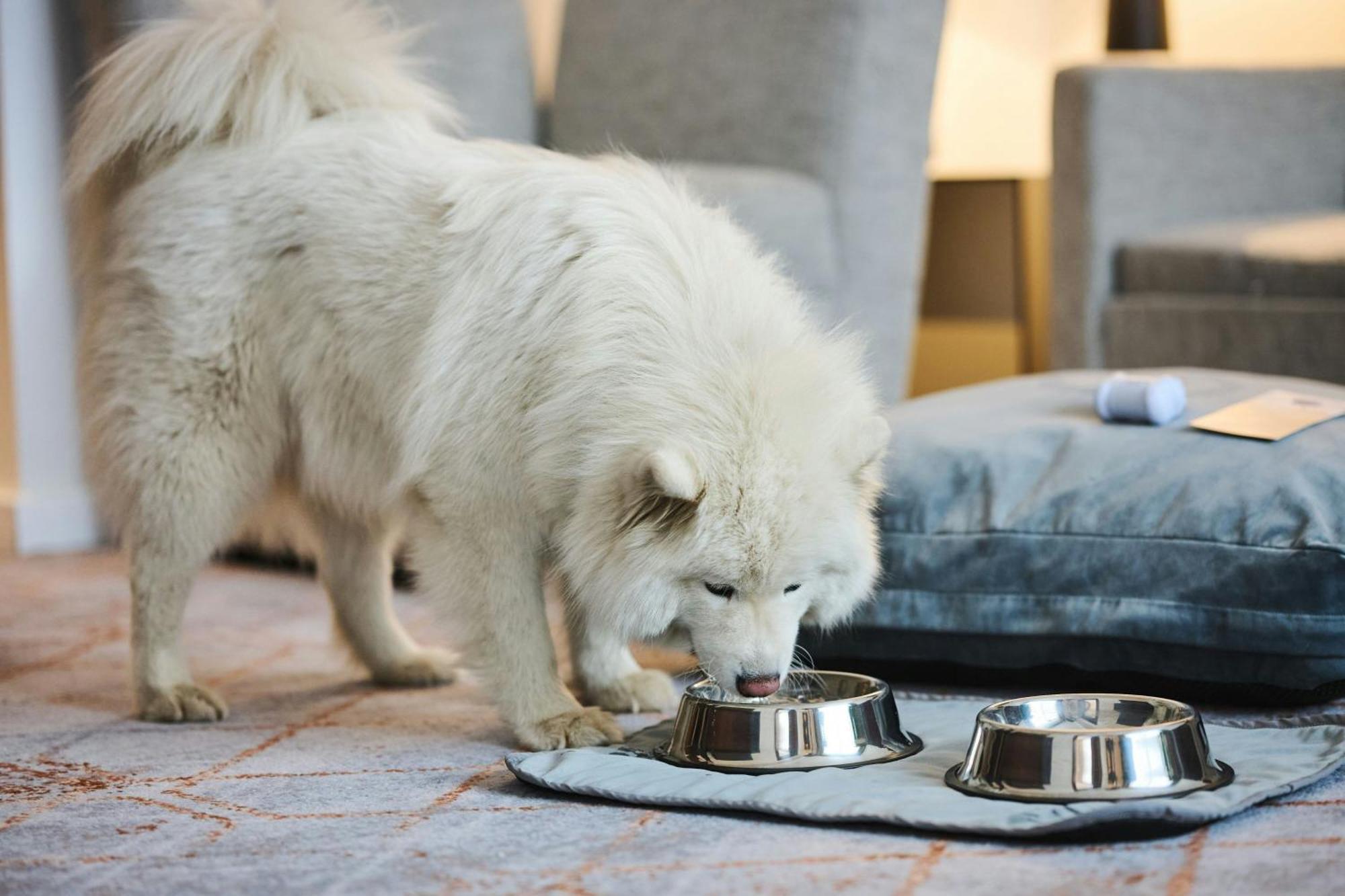 Sheraton Poznan Hotel Ngoại thất bức ảnh A Samoyed puppy
